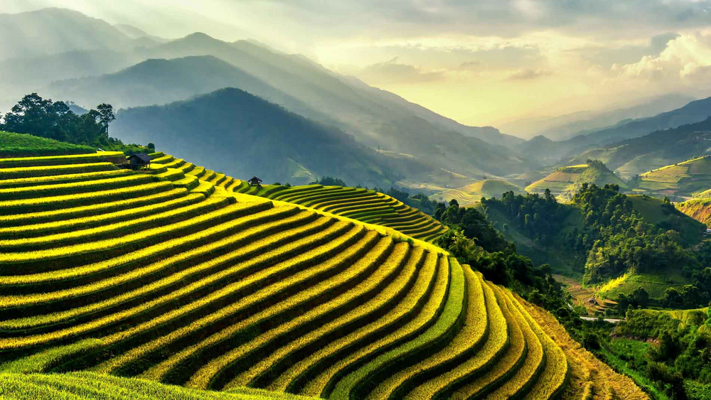 Millet fields