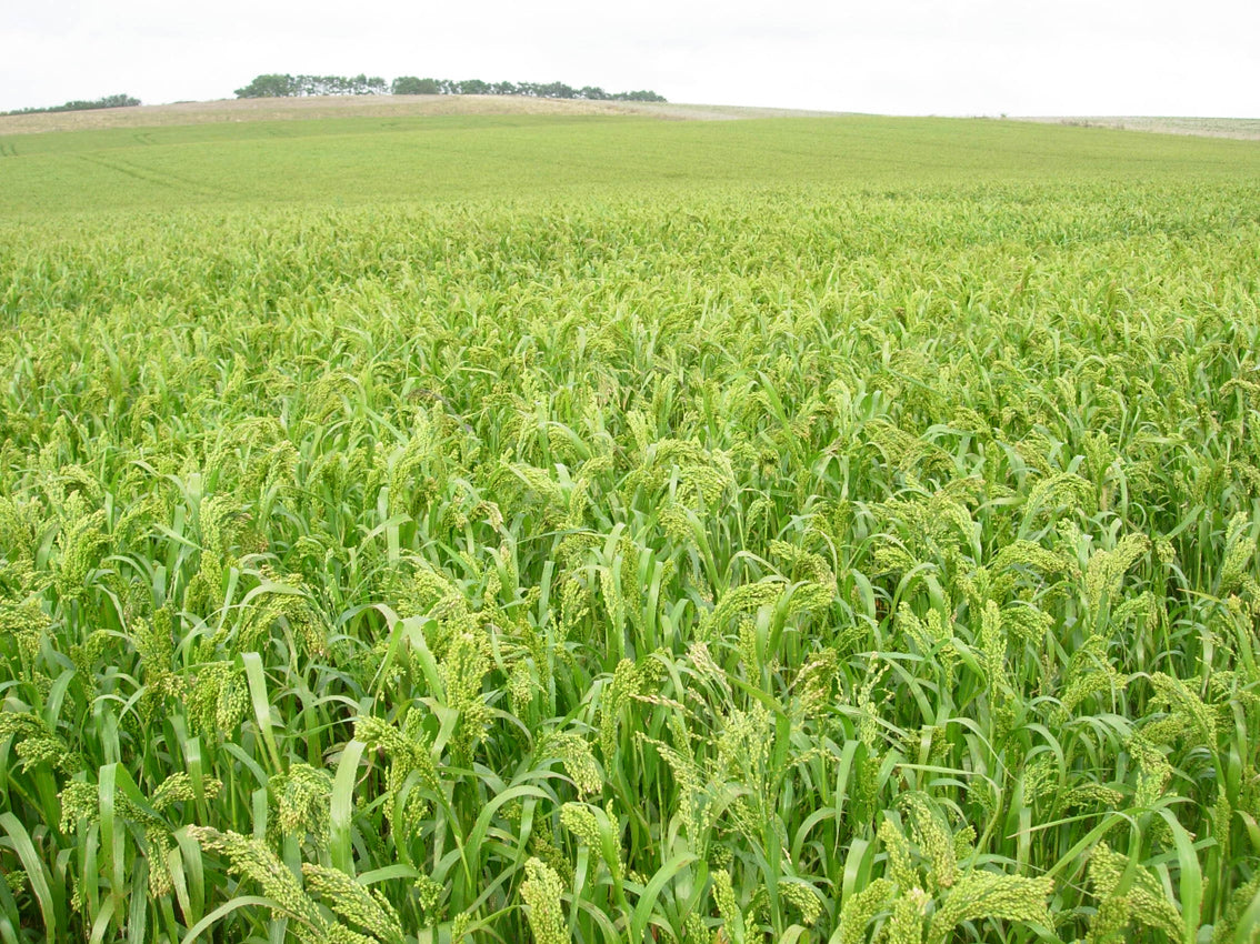 Millet fields